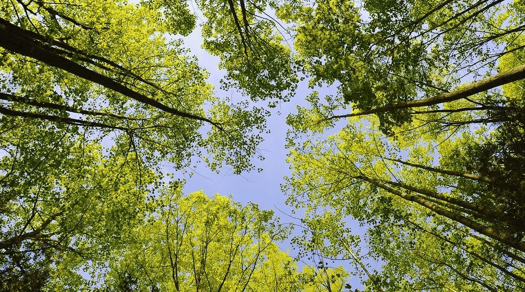 Journée Nationale de l’environnement