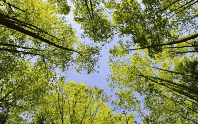 Journée Nationale de l’environnement